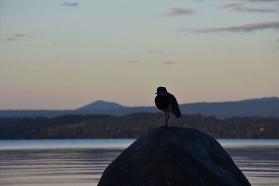 Bird perching on a lake