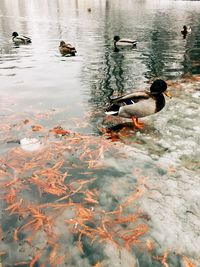 High angle view of ducks swimming in lake