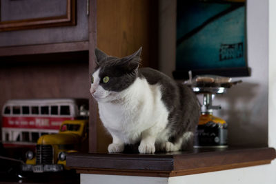 Cat looking away while sitting on table at home