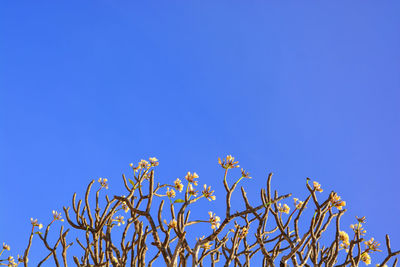 Low angle view of cherry blossom against blue sky