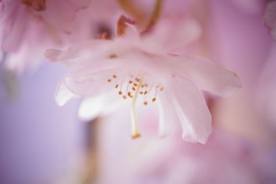 Close-up of pink flower