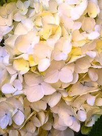 Full frame shot of fresh flowers blooming outdoors