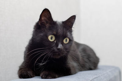 Close-up portrait of a cat