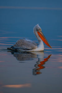 Close-up of pelican on lake