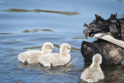 Swan floating on lake