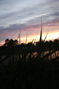 Silhouette plants against sky during sunset