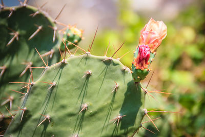 Close-up of cactus plant