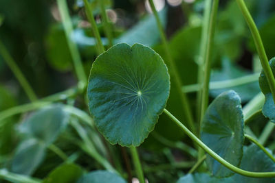 Close-up of flowering plant