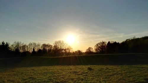 Sun shining through trees on field