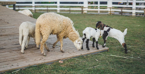 Sheep and goat on farm. sheep and lamb in farm house. sheep and goat, field, rural, countryside.