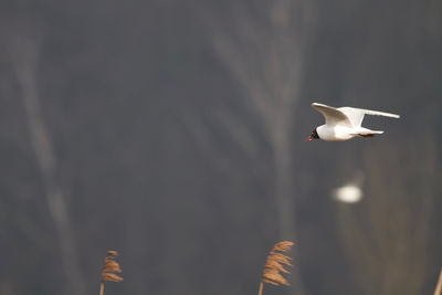 Low angle view of seagull flying