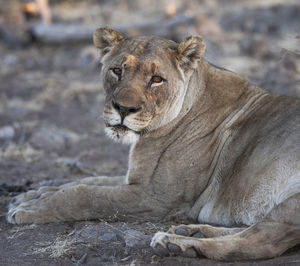 Close-up of a cat lying on land