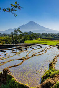 Scenic view of agricultural field against sky