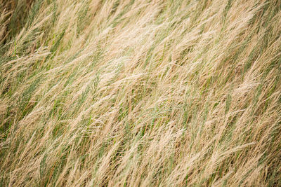 Full frame shot of stalks in field