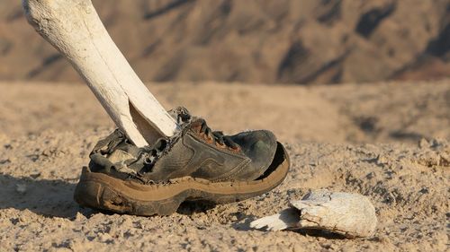 Close-up of human skeleton wearing shoe on rock