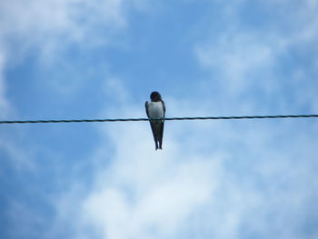 Low angle view of bird perching on pole against sky