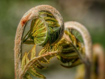 Close-up of curled tree fern fronds