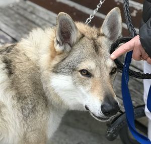 Close-up of person hand feeding outdoors