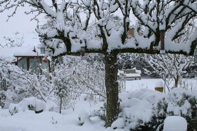 Snow covered trees and houses during winter