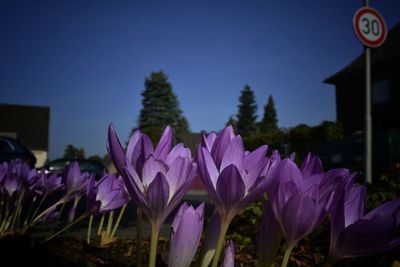 Close-up of purple crocus blooming against sky