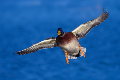 Close-up of seagull flying over sea