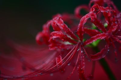 Close-up of wet red flower