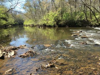 Reflection of trees in river