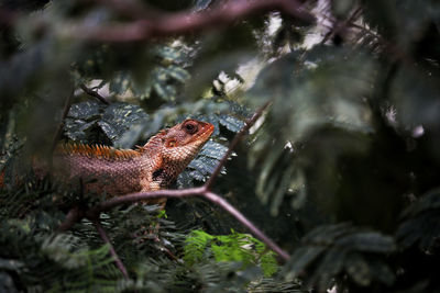 Close-up of an chameleon