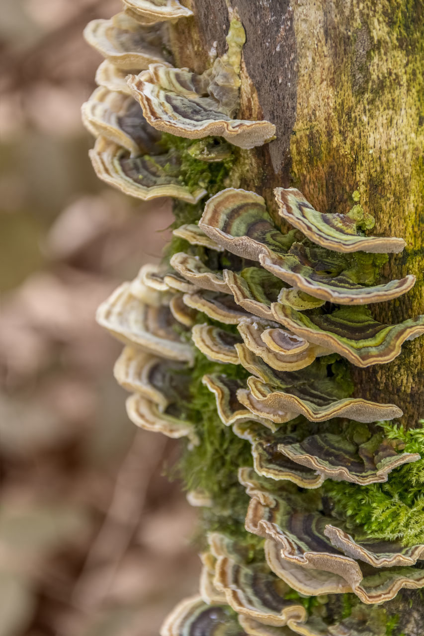 CLOSE-UP OF FRESH GREEN TREE TRUNK