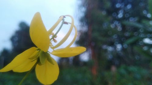 Close-up of yellow flowering plant in park