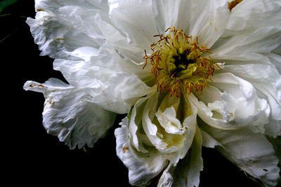 Close-up of white flowers