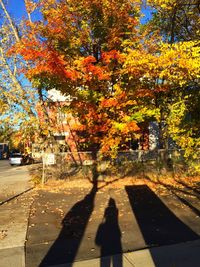 Shadow of people on tree trunk