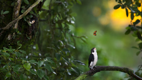 Bird perching on a tree