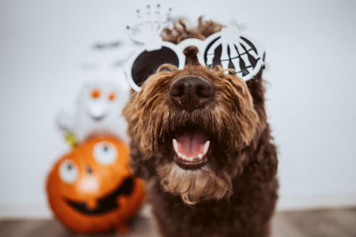 Close-up of a dog