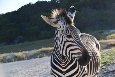 Close-up of zebra