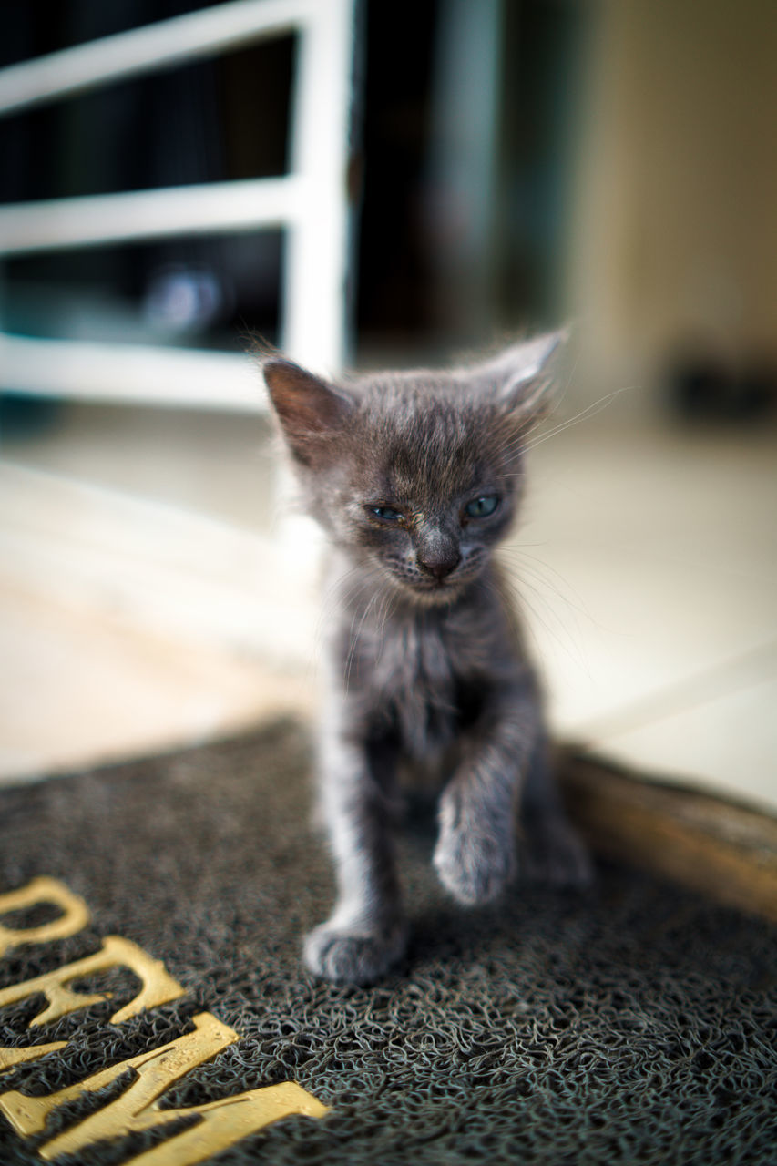 pets, mammal, domestic, animal themes, animal, one animal, domestic animals, domestic cat, cat, vertebrate, feline, kitten, young animal, no people, indoors, focus on foreground, sitting, selective focus, looking at camera, whisker, animal eye