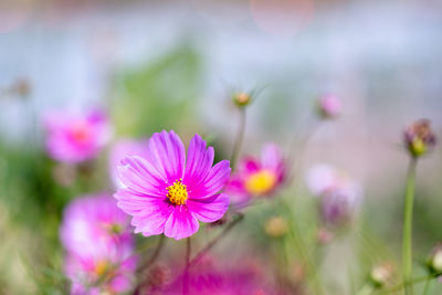 Close-up of pink cosmos flower