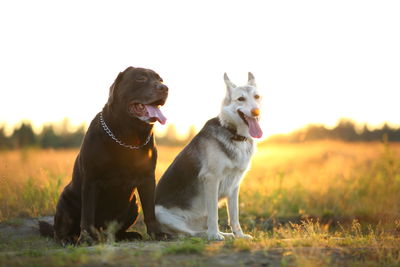 Dogs looking away on field