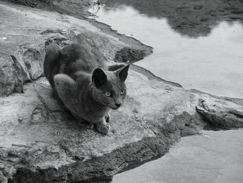 High angle view of cat sitting by lake