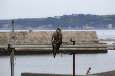 Bird perching on railing against river