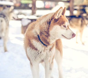 Close-up of dog on snow