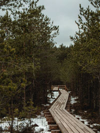 Trees in forest against sky during winter