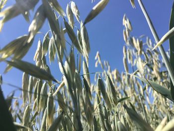 Low angle view of crops against sky