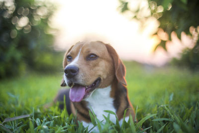 Dog looking away on grassy field