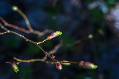 Close-up of water drops on twig