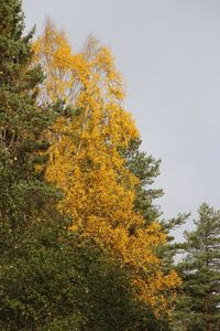 Low angle view of trees against clear sky