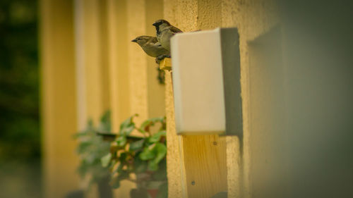 Close-up of black cat on wall