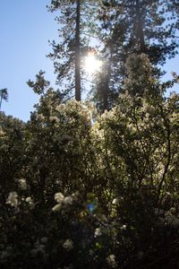 Low angle view of flowering trees against clear sky