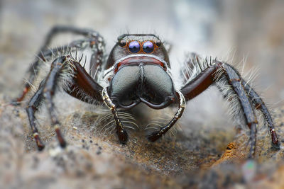 Close-up of spider