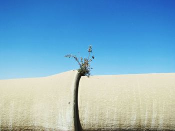 Low angle view of tree on desert against clear blue sky